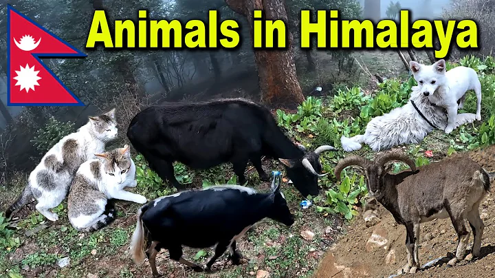 Watch the video about Gosaikunda Trek