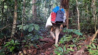 RESIKO MIKAT CUCAK IJO DI HUTAN HUJAN SUMATRA TENGAH MALAM DIGUYUR HUJAN DERAS SEMUA API UNGGUN MATI