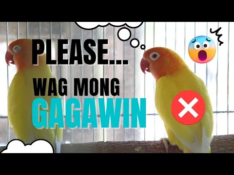 Video: Paano Gumawa ng Lemon o Lime Water: 10 Hakbang (na may Mga Larawan)