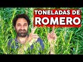 Reproducir Romero: Con este NUEVO TRUCO tus plantas ENRAIZAN SIEMPRE