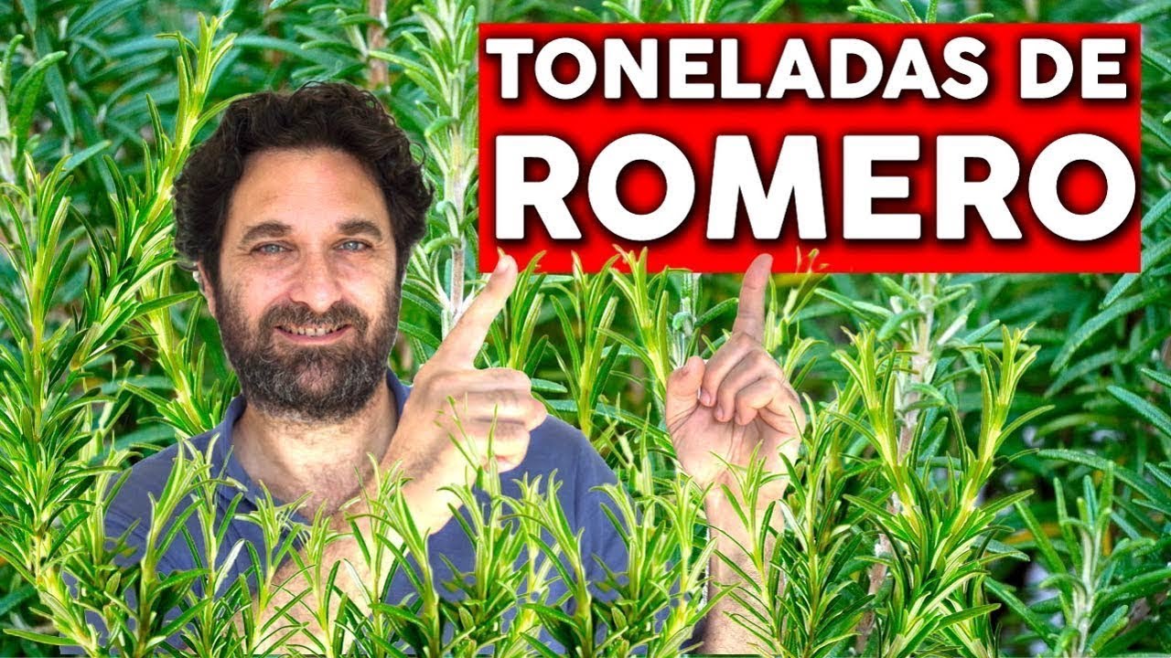Reproducir Romero: Con este NUEVO TRUCO tus plantas ENRAIZAN SIEMPRE