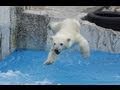 助走をつけて飛び込むホッキョクグマ〜Polar Bear jump!