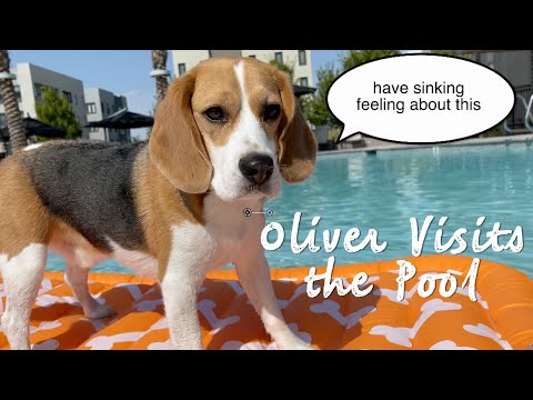 Cute beagle's first time swimming