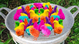 World Cute Chickens, Cute Animals,Colorful Chickens, Rainbows Chickens, Cute Ducks, Cat, Rabbits