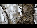 The Eurasian wryneck (Jynx torquilla), song