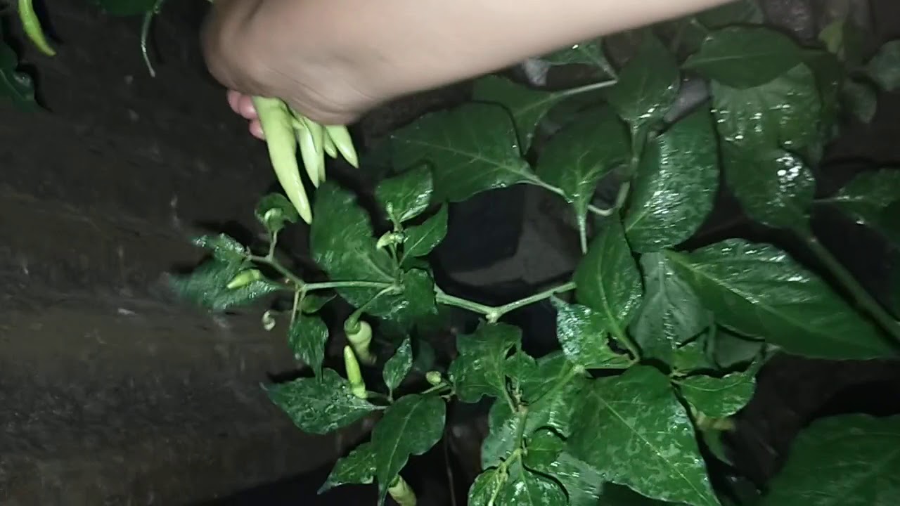 Panen perdana cabe setan 