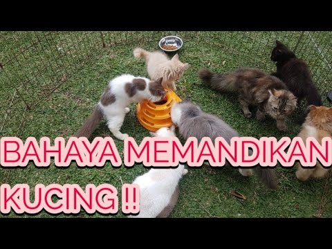 Bahaya Memandikan Kucing.