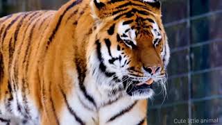 Indian most beautiful animals || Indian beautiful birds || Indian national animal || by Love kittens 😻 15 views 1 year ago 2 minutes