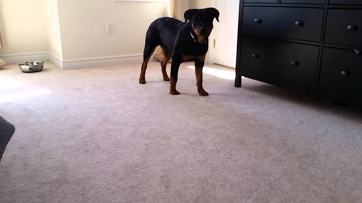 Rottweiler afraid of pig toy