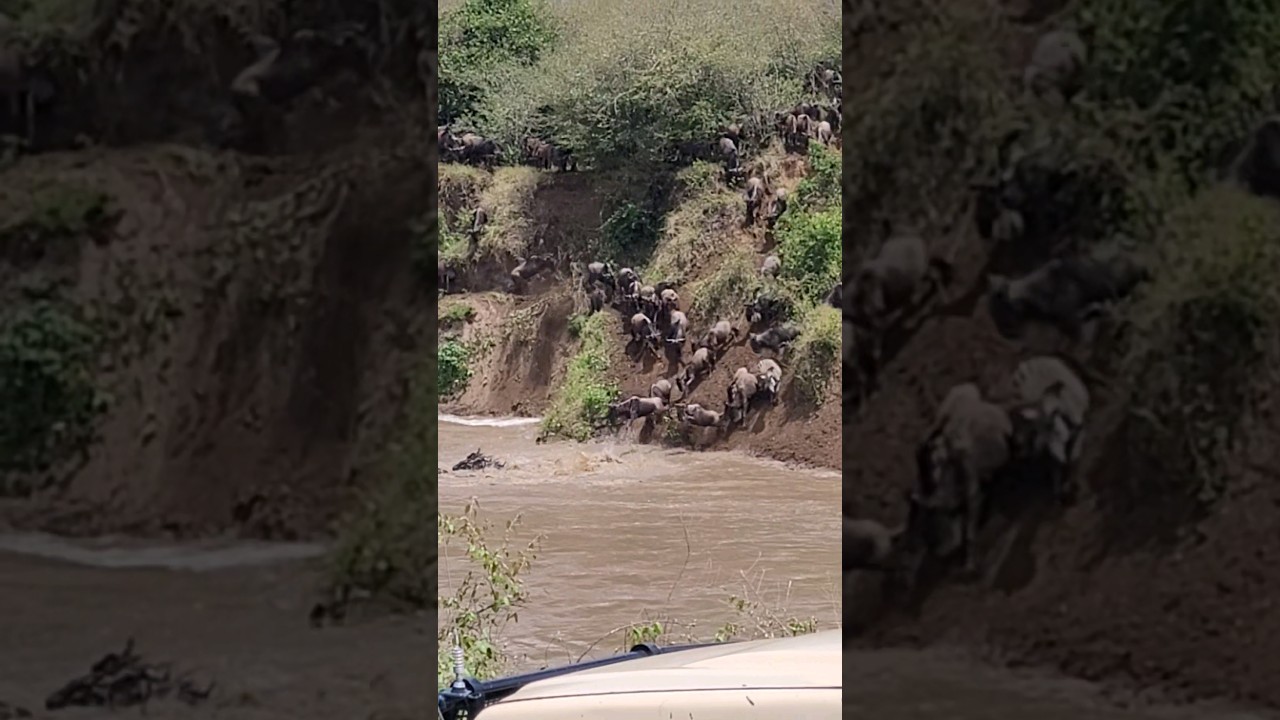 Wildebeest migration Maasai Mara