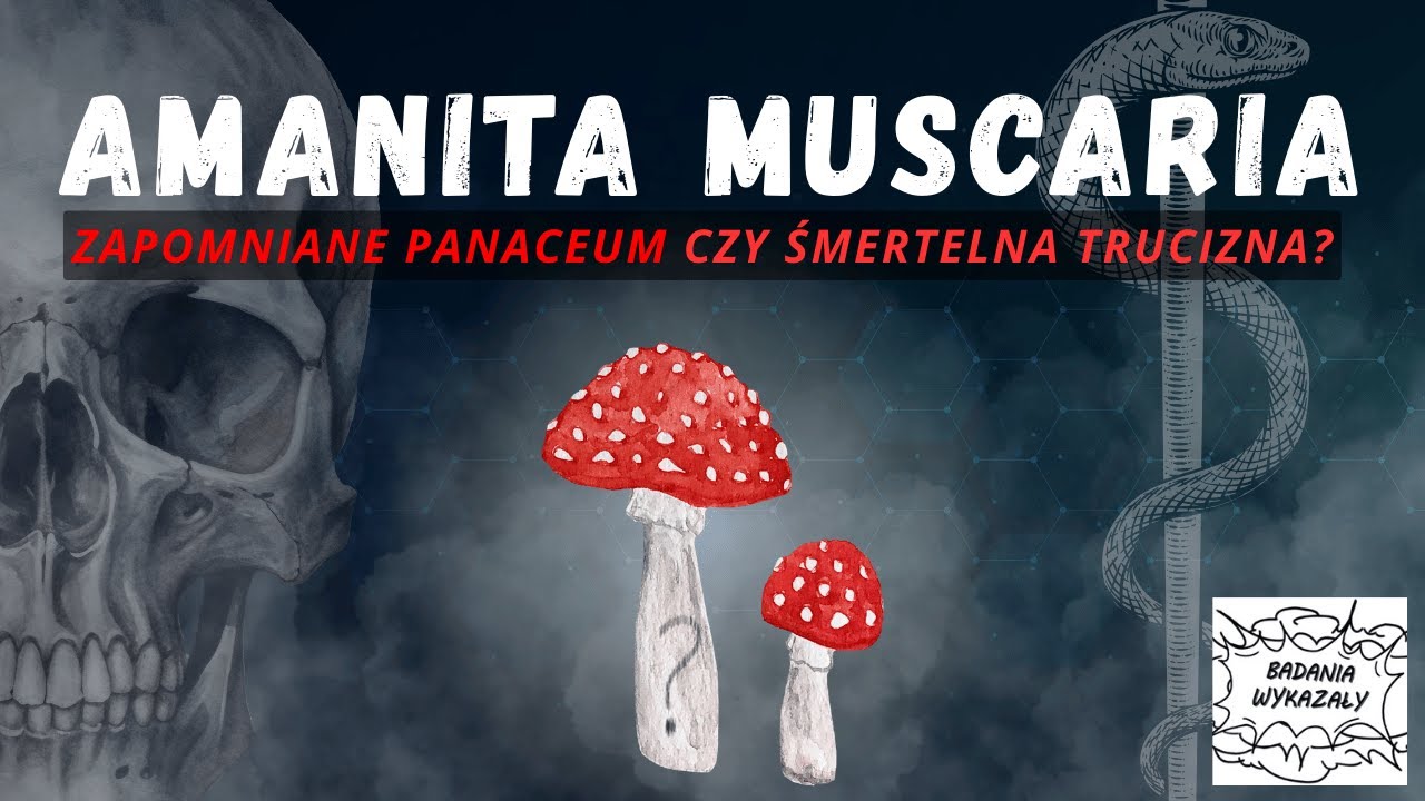 🍄💀 Muchomor czerwony LECZY?! Co mówi PRAWDZIWA NAUKA i czy szamani mają rację? 🧙‍♂️