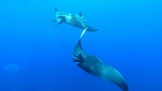 Devil Ray (Mobula mobular)