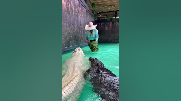 Feeding A Gigantic White Alligator‼️ #gatorland #florida #alligators