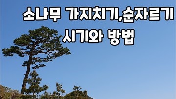 소나무 가지치기,순자르기 방법 및 시기,특성