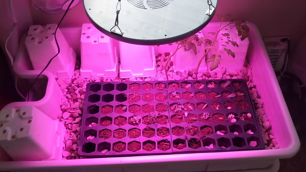 propagating clematis New Succulent Hydroponics! With Niello 50w Grow Light