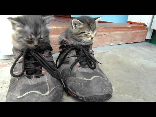 Two brothers cats sleep in my sneakers.MP4