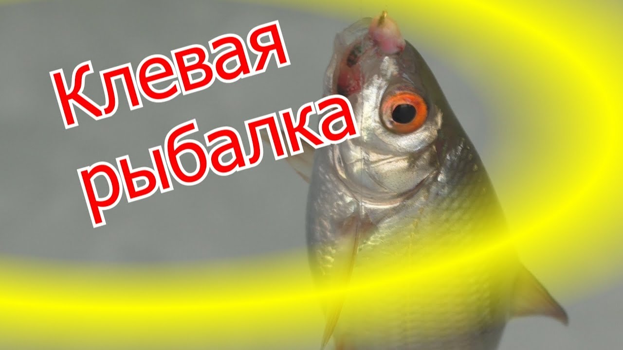 Зимняя рыбалка .Плотва , жерлицы и чем кормим рыб. My fishing.