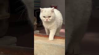 A furtive little cat#Jianzhou cat#Pet Daily Life