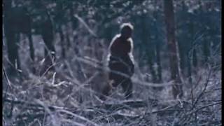 A Woman Claims She Raised a Baby Bigfoot in the Louisiana Swamp