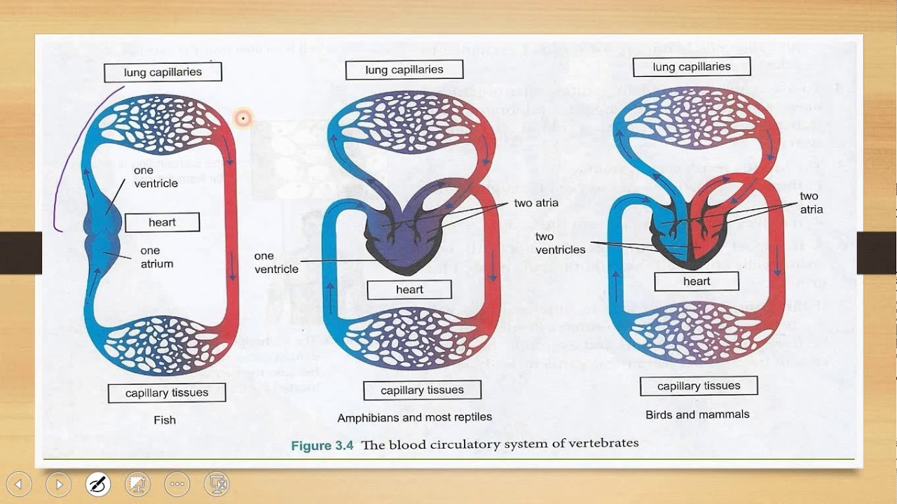 Science Form 3 - (2/2) Transport System in Animals