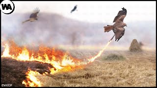 This Is How Birds Use Fire