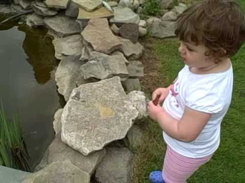 Lily at Bob and Jean's pond