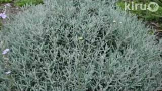 Why pomegranate not fruiting: Central Texas Gardener Daphne Richards Net Worth