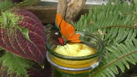 Krohn Conservatory Butterfly Show 2017