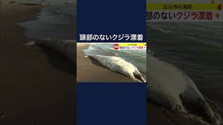 “頭部のないクジラ”が漂着　オスのミンククジラ、死んでから数日経過か　北海道・北斗市(2024/02/18) #shorts
