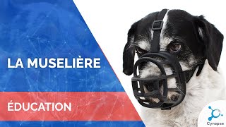 La Muselière - ÉDUCATION