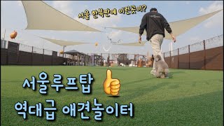 도심 한복판에 애견 운동장? | 경동시장 애견놀이터 | 도그어스플래닛