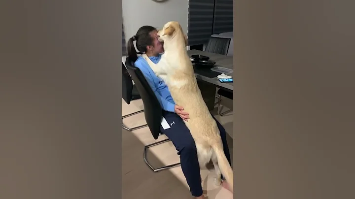 Dog Licking and Kissing Face | #shorts - DayDayNews