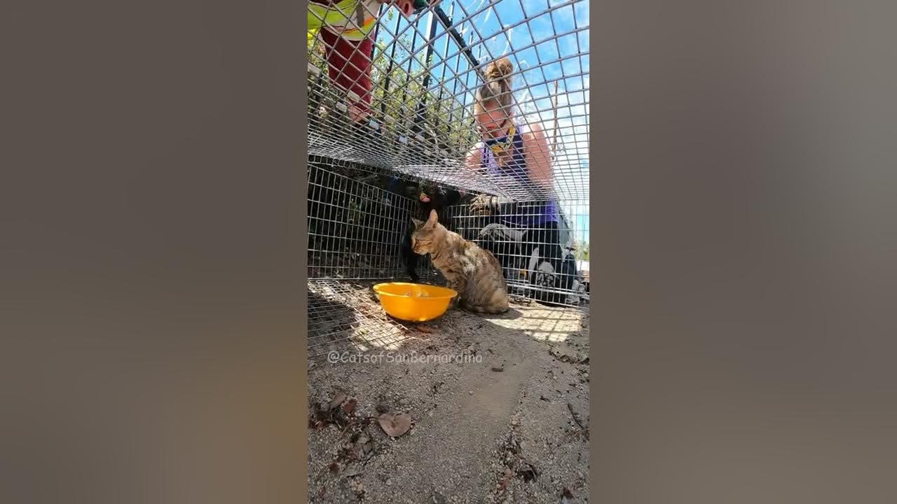 Amazing Kitten Rescue YouTube