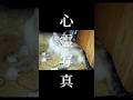 心霊写真 お分かり頂けただろうか? 答えは、ホラーちゃんねるYouTube #心霊写真 #心霊スポット #心霊現象