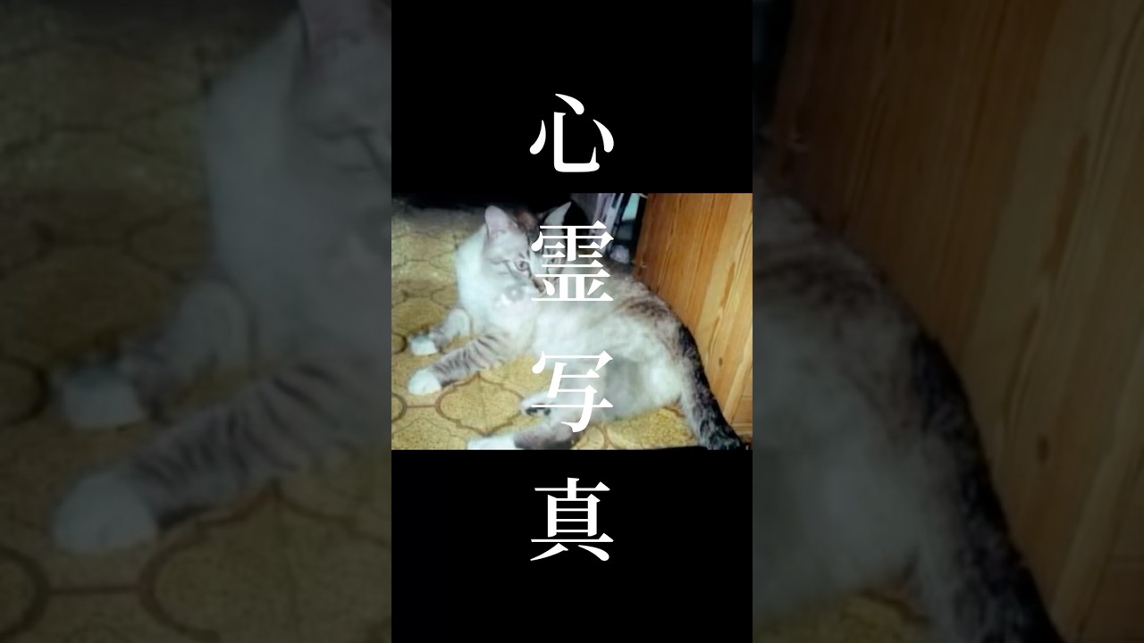 心霊写真 お分かり頂けただろうか? 答えは、ホラーちゃんねるYouTube #心霊写真 #心霊スポット #心霊現象