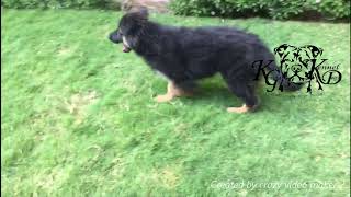 German Shapherd long hair puppy for sale