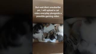 Big Anouncement by Cat Videos OIAW 89 views 1 year ago 1 minute, 2 seconds