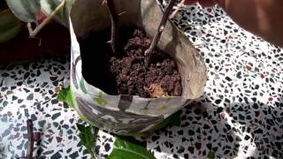 153 - How to grow Bougainvillea and Jasmine /CHANDNI from cuttings (Hindi /Urdu) 30/9/16