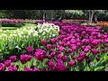 Keukenhof 2022 in full bloom - A fairytale-like garden full of color - 4K