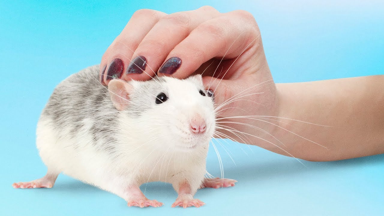 ねずみをペットに！？オススメな理由6つ！