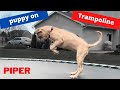 Puppy jumping and playing on trampoline