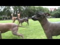 Xoloitzcuintle, la raza con valor histórico の動画、YouTube動画。