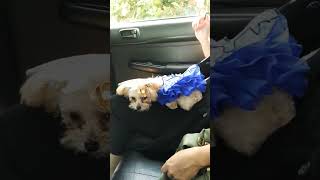 Give Up Sleepy To give Up sleepy sleepyheavy hanging taotao good girl fypyoutube fypviral