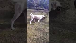 Kangal turkish dogs #shorts