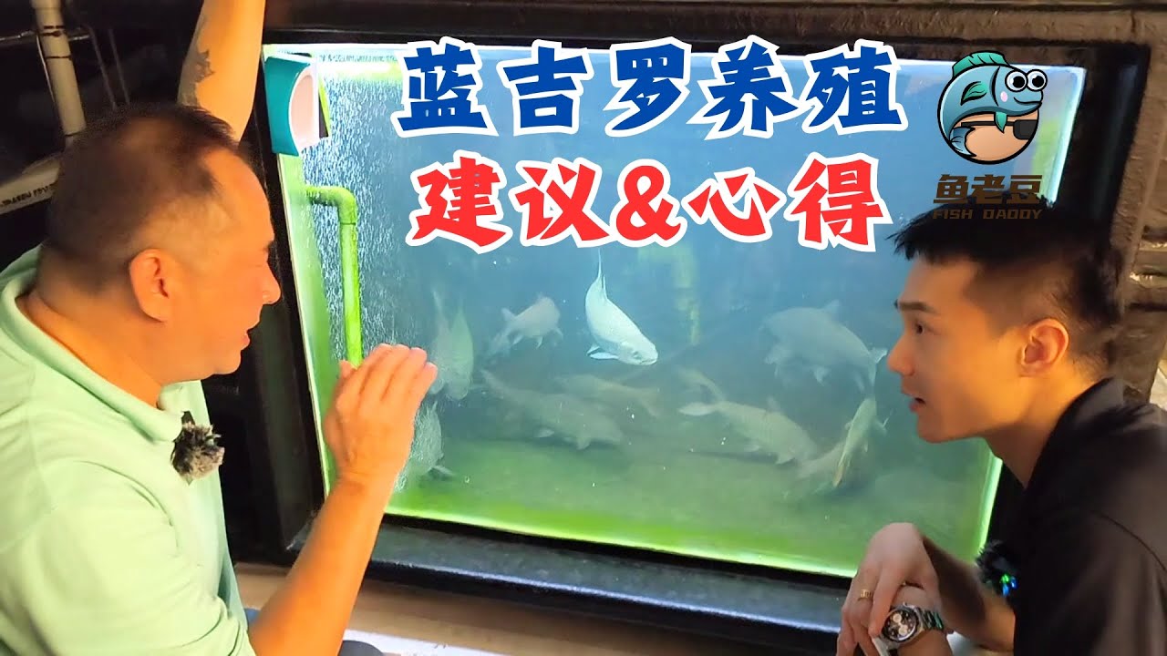 【鱼老豆】蓝吉罗养殖专家分享蓝吉罗养殖建议与心得