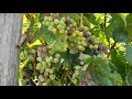 Hello hanover episode 11 from wine to glass with james river cellars winery
