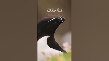 هذا خلق الله  | سورة لقمان | محمد صديق المنشاوي