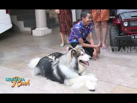 Video: Malamute Köpəyi Nə Qədərdir