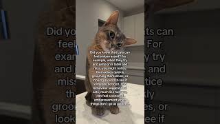 They try to act all cool though #catsofyoutube #abyssinian #cattok #cutecats #cats