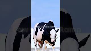 Bakra Eid 2026 New Cows Arrival Premium & Beautiful Bulls Collection